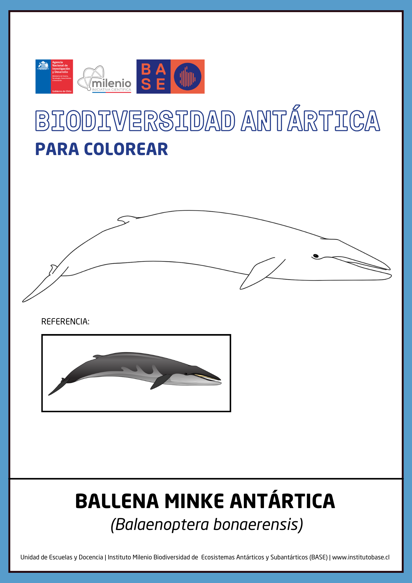 Ballena minke antártica