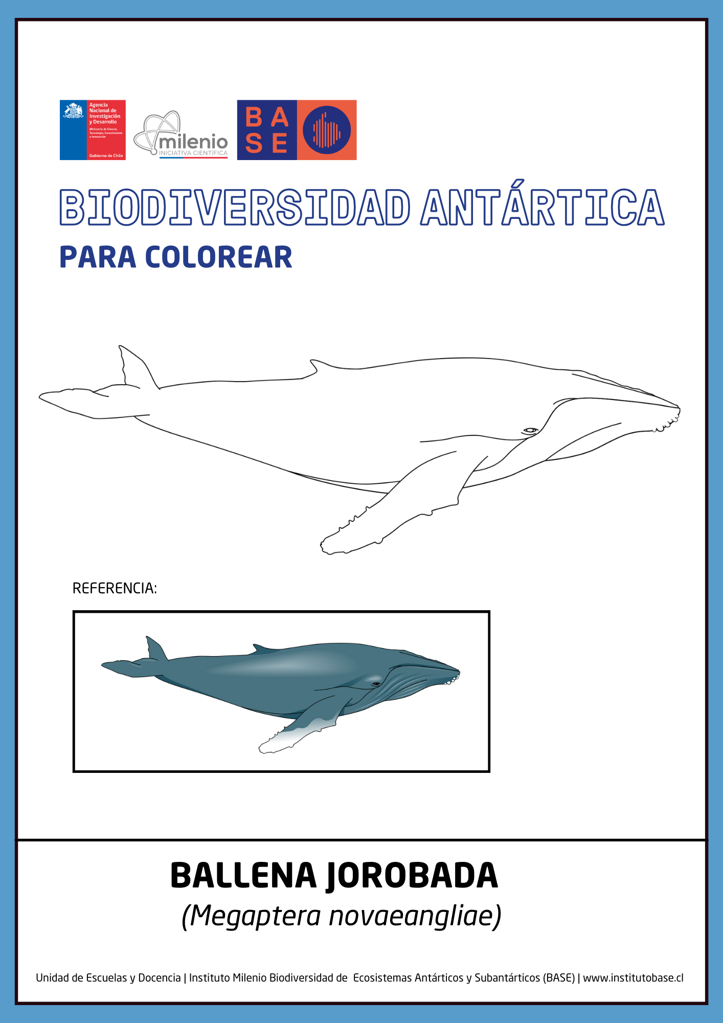 Ballena jorobada