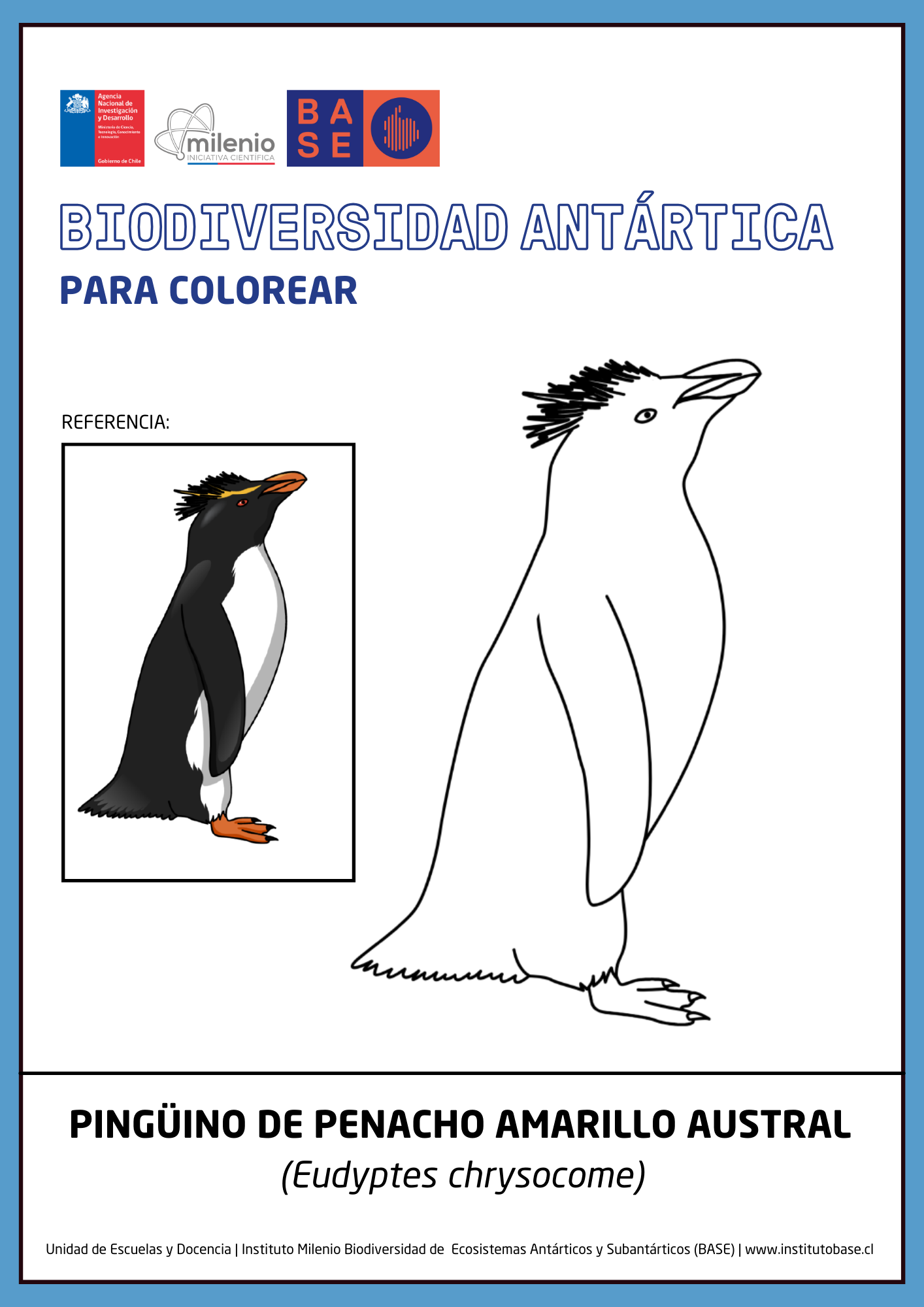 Pingüino de penacho amarillo austral