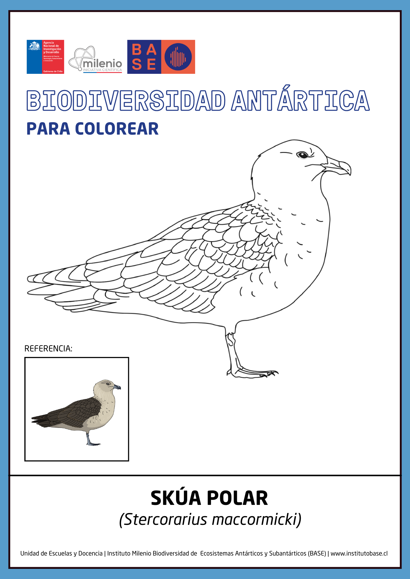 Skúa polar