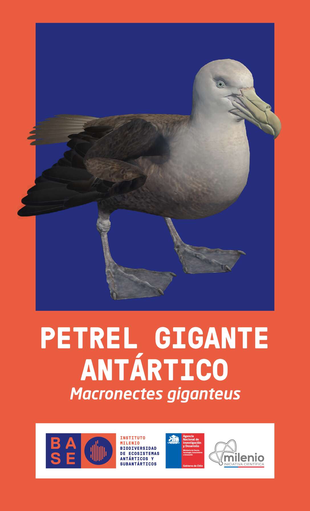 Petrel gigante antártico