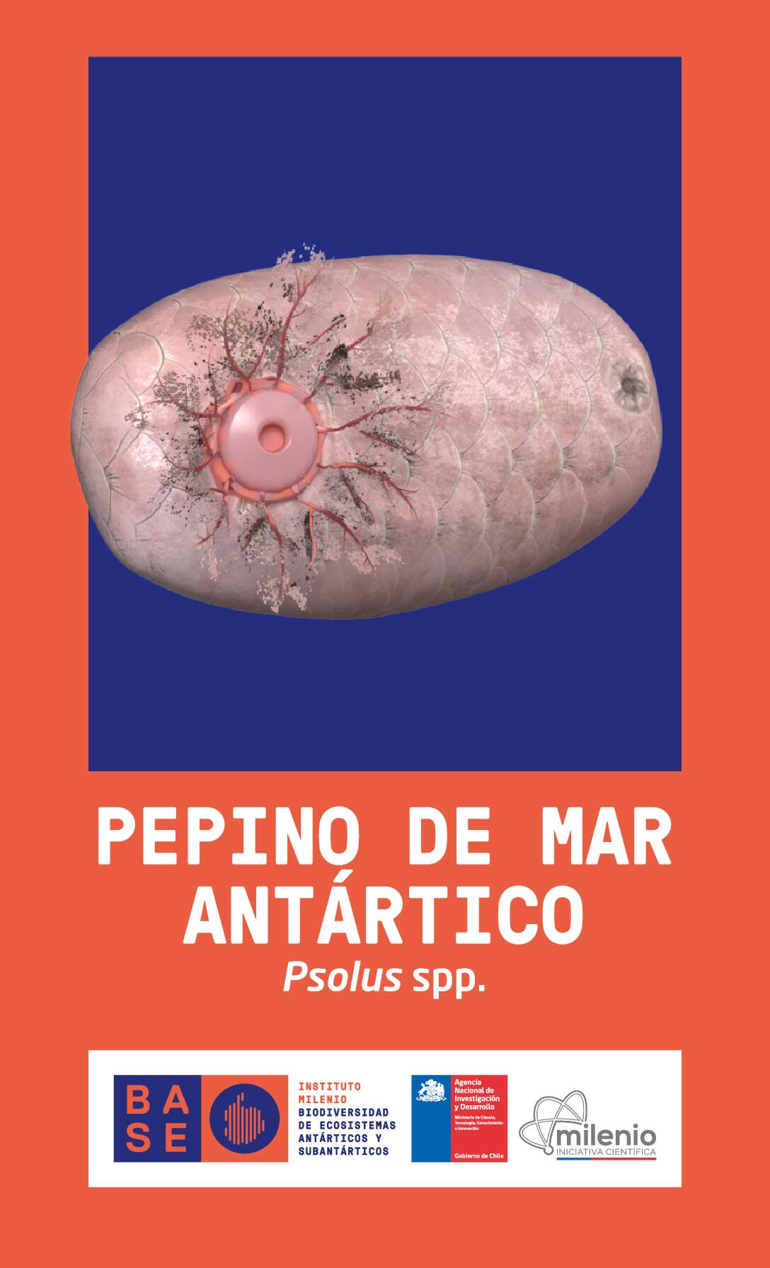 Pepino de mar antártico