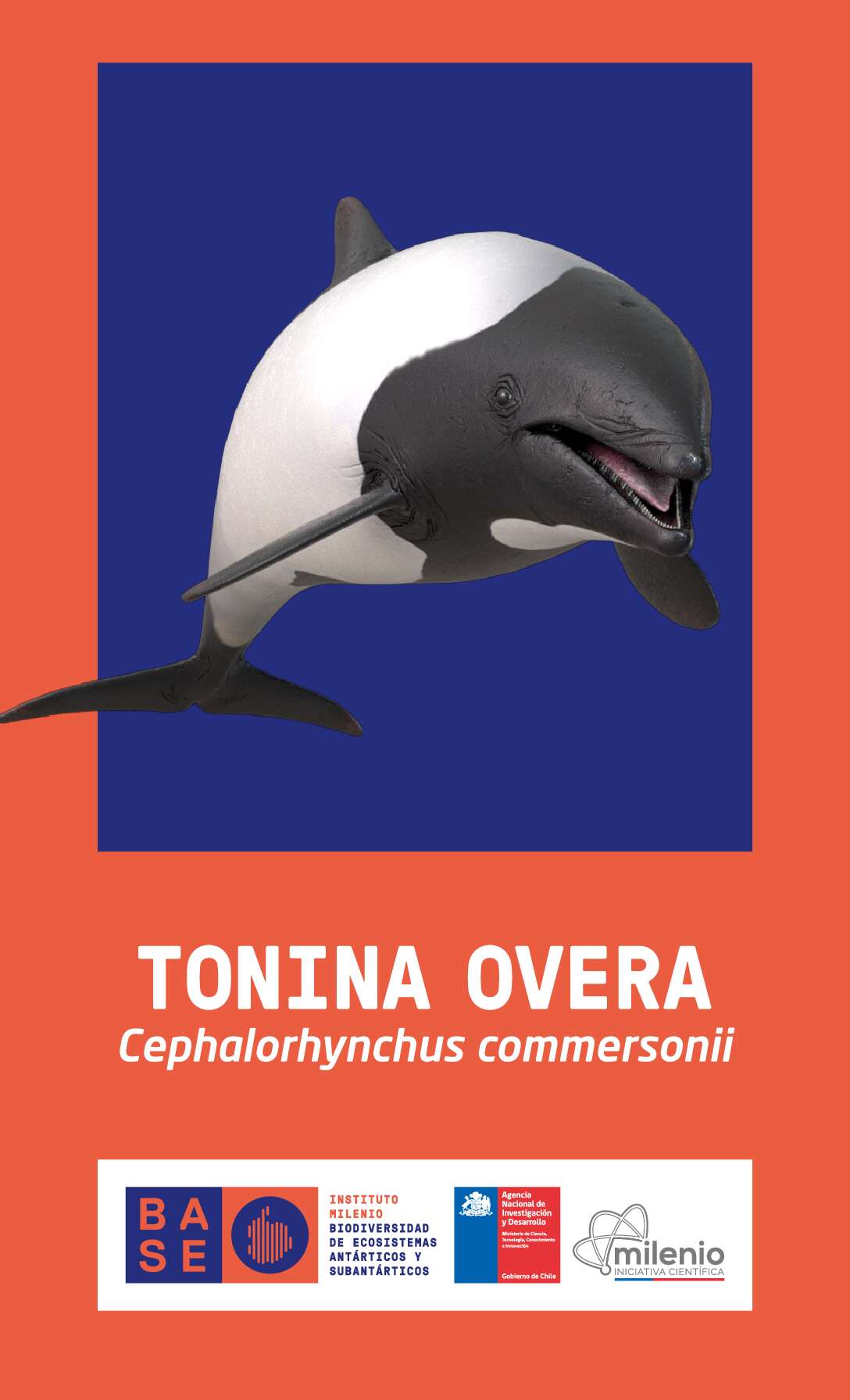 Tonina overa