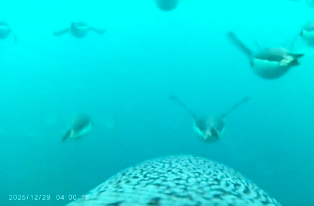 Imagen desde el lomo de un pingüino barbijo