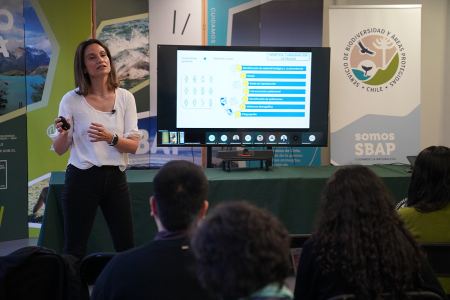 Encuentros SBAP: el impacto de la genética en estudios y conservación de cetáceos en Chile