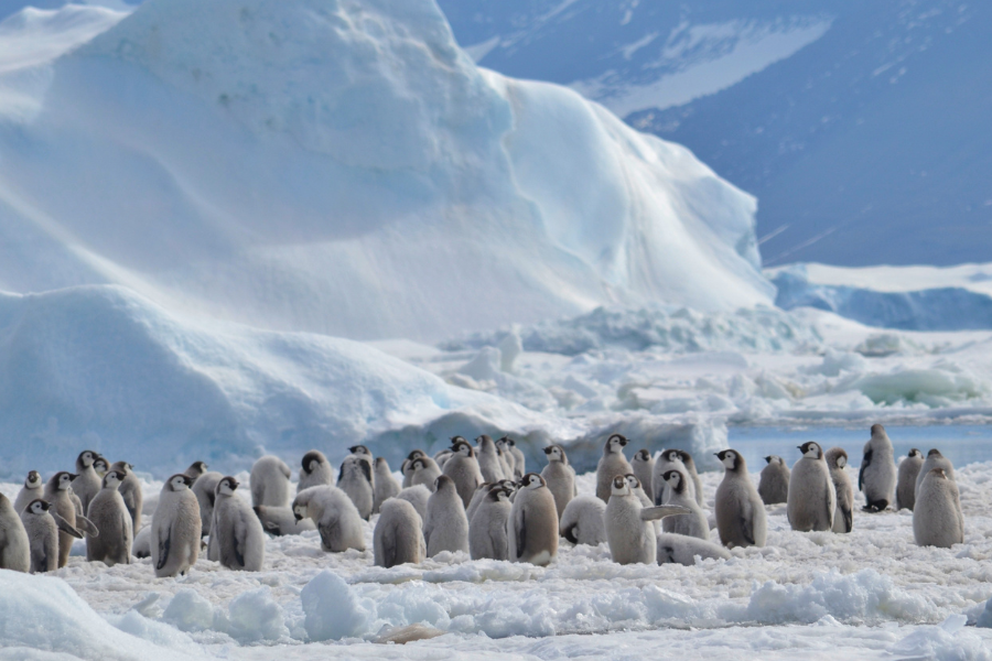 Pingüinos en riesgo: la Ciencia advierte que su declive refleja una crisis ambiental mayor