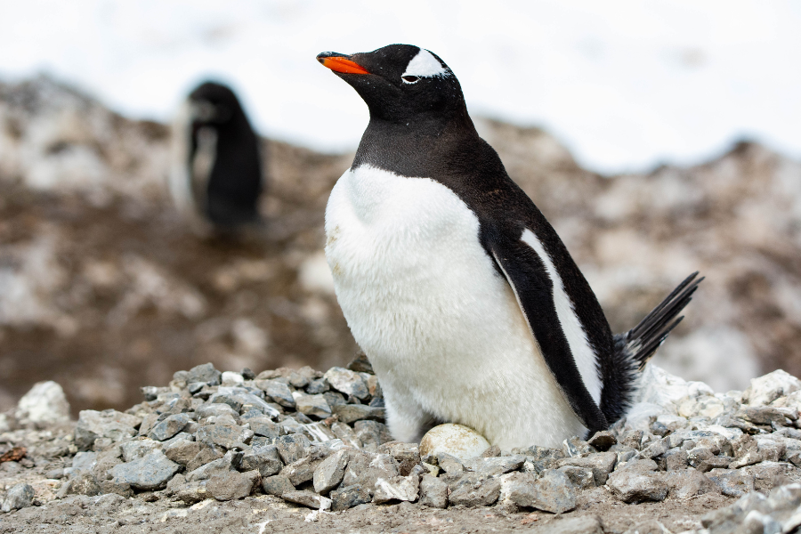 El ADN de los pingüinos papúa revela que el océano Austral está moldeando su evolución  y que no todos son iguales