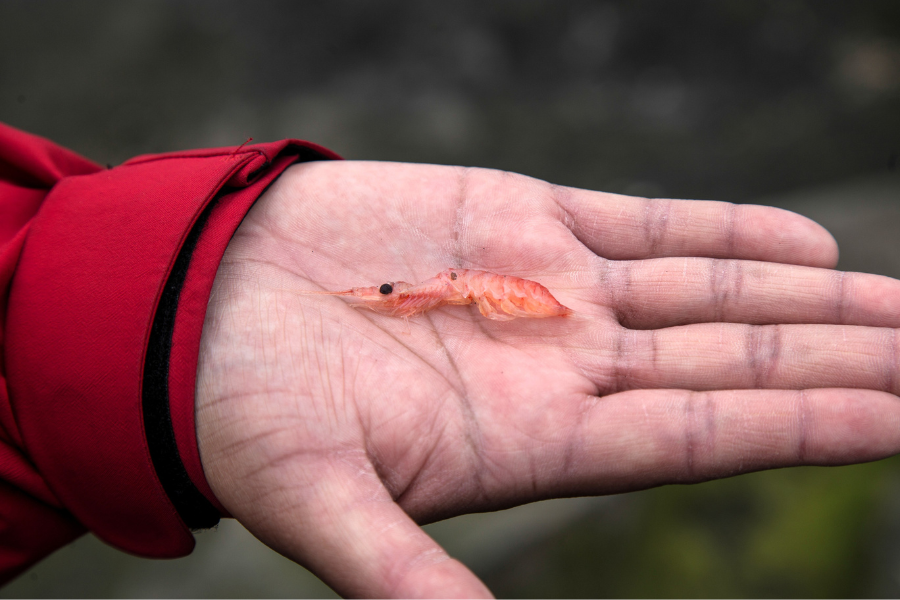 Sudáfrica será sede de encuentro internacional para fortalecer la conservación del kril antártico